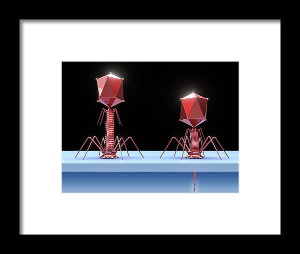 Nobody Framed Print featuring the photograph Bacteriophage Infecting E. Coli Bacterium #3 by Maurizio De Angelis