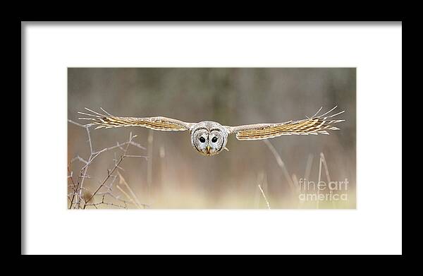 Barred Owl Framed Print featuring the photograph Barred Owl In Flight #5 by Scott Linstead