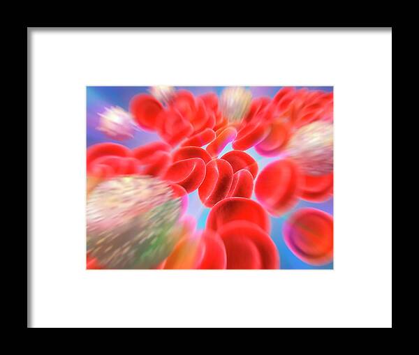 Anatomy Framed Print featuring the photograph Blood Cells #3 by Pasieka