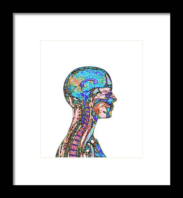 Brain Framed Print featuring the photograph Brain And Spinal Cord #3 by Mehau Kulyk