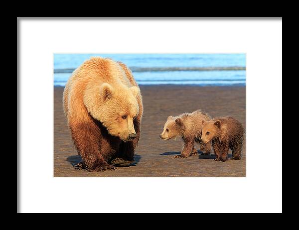 Brown Bear Framed Print featuring the photograph Brown Bear Sow And Cubs, Lake Clark #3 by Mint Images/ Art Wolfe