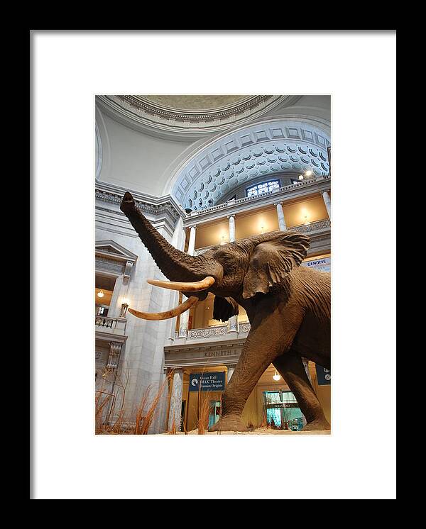 Bull Elephant Framed Print featuring the photograph Bull Elephant in Natural History Rotunda by Kenny Glover