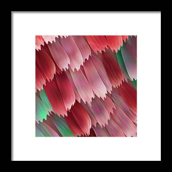 Morpho Aega Framed Print featuring the photograph Butterfly Wing Scales #3 by Power And Syred