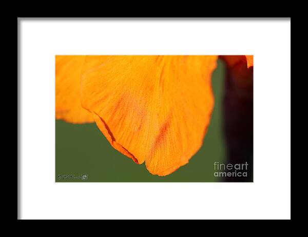 Mccombie Framed Print featuring the photograph Canna Lily named Wyoming #3 by J McCombie