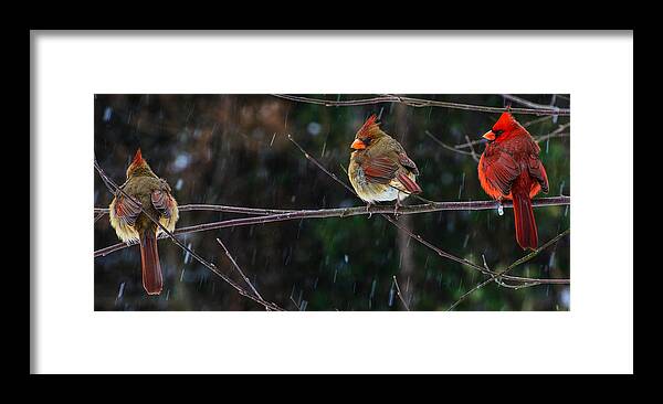 3 Cardinals On A Branch Framed Prints Framed Print featuring the photograph 3 Cardinals On a Branch by John Harding