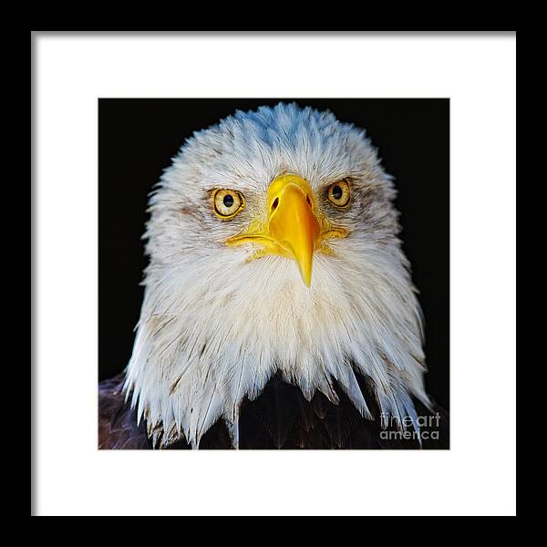 Alaska Framed Print featuring the photograph Closeup portrait of an American Bald Eagle #3 by Nick Biemans