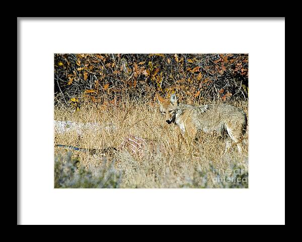 Coyote Framed Print featuring the photograph Coyotes #3 by Steven Krull