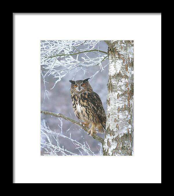 European Eagle Owl Framed Print featuring the photograph Eagle Owl #1 by Hans Reinhard