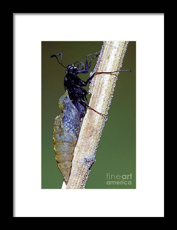 Fauna Framed Print featuring the photograph Eastern Black Swallowtail Metamorphosis #3 by Millard H. Sharp