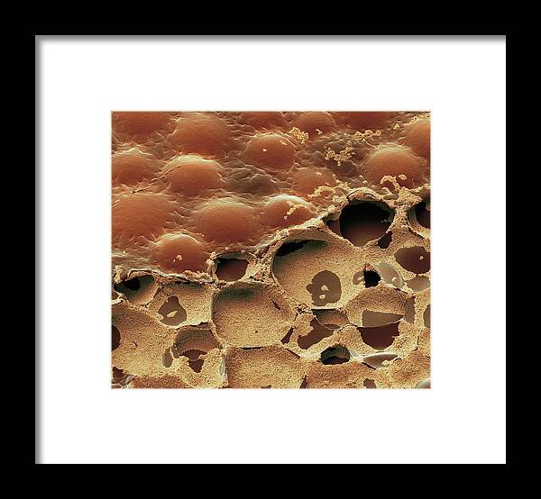 Scanning Electron Micrograph Framed Print featuring the photograph Electronic Ink #3 by Steve Gschmeissner