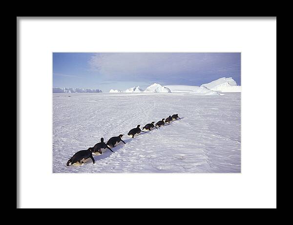 Feb0514 Framed Print featuring the photograph Emperor Penguins Tobogganing Antarctica #3 by Tui De Roy