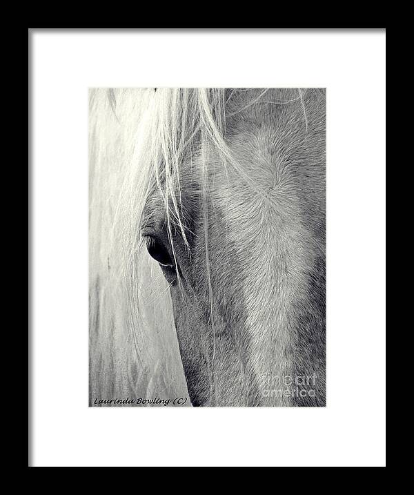 Horse Framed Print featuring the photograph Equine Study by Laurinda Bowling