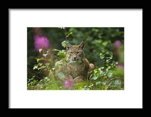 European Lynx Framed Print featuring the photograph European Lynx #3 by Helmut Pieper