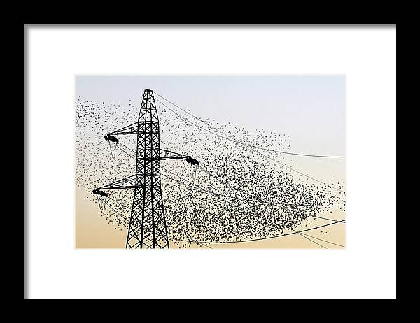 Sturnus Vulgaris Framed Print featuring the photograph European Starling Flock #3 by Manuel Presti/science Photo Library
