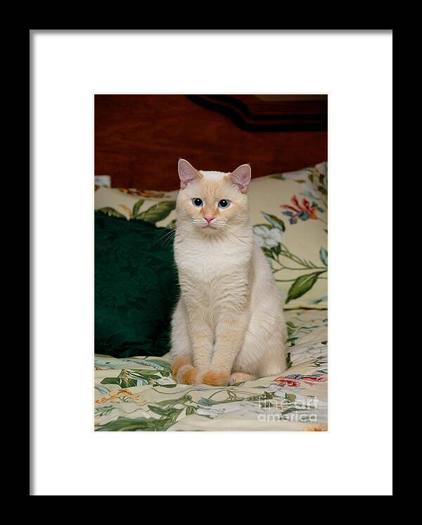 Blue Eyes Framed Print featuring the photograph Flame Point Siamese Cat #3 by Amy Cicconi