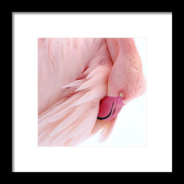 Flamingo Framed Print featuring the photograph Flamingo #3 by Heike Hultsch