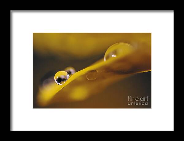 Macro Framed Print featuring the photograph Flower #3 by Christine Sponchia