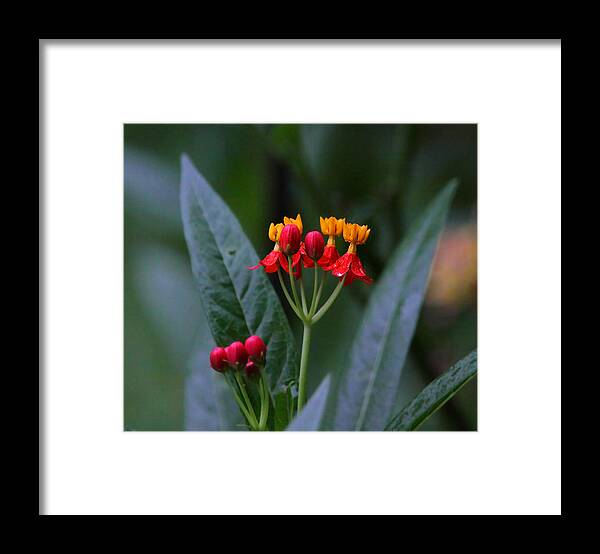  Framed Print featuring the photograph Flower #3 by Dart Humeston