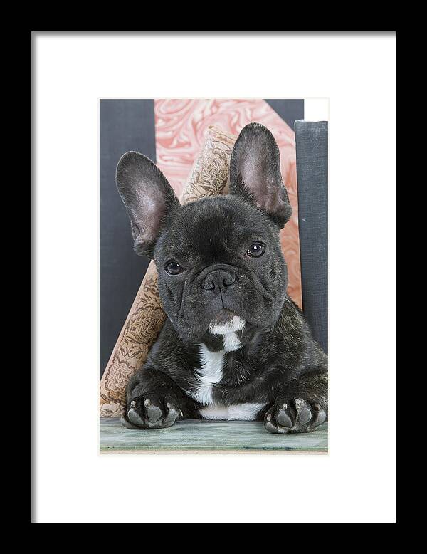 Dog Framed Print featuring the photograph French Bulldog Puppy #3 by Jean-Michel Labat