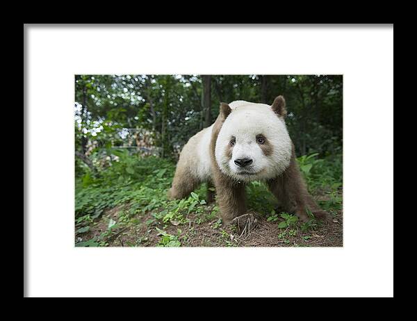 Katherine Feng Framed Print featuring the photograph Giant Panda Brown Morph China #3 by Katherine Feng