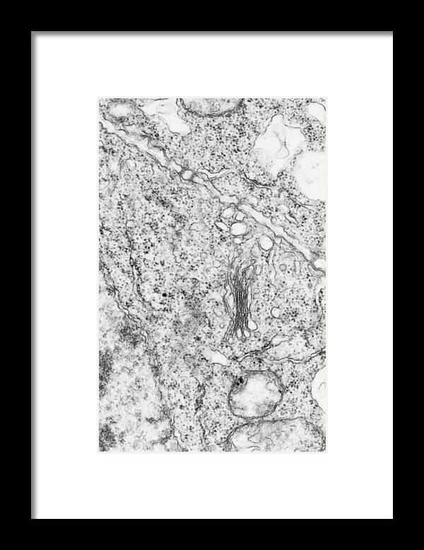 Golgi Framed Print featuring the photograph Golgi Apparatus Tem #3 by Biology Pics