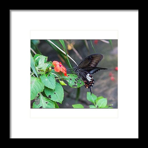 Butterfly Framed Print featuring the photograph Good Morning Igers, A Morning Of Joy #3 by Ahmed Oujan