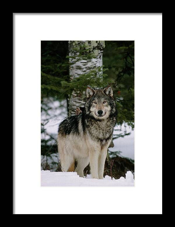 Grey Wolf Framed Print featuring the photograph Grey Wolf #3 by William Ervin/science Photo Library