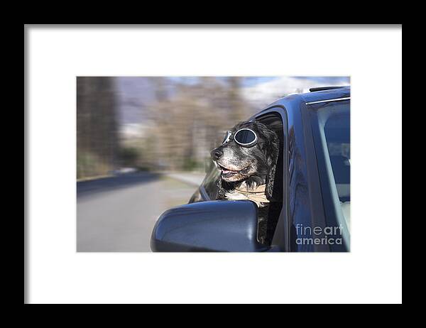 Dog Framed Print featuring the photograph Happy dog #3 by Mats Silvan