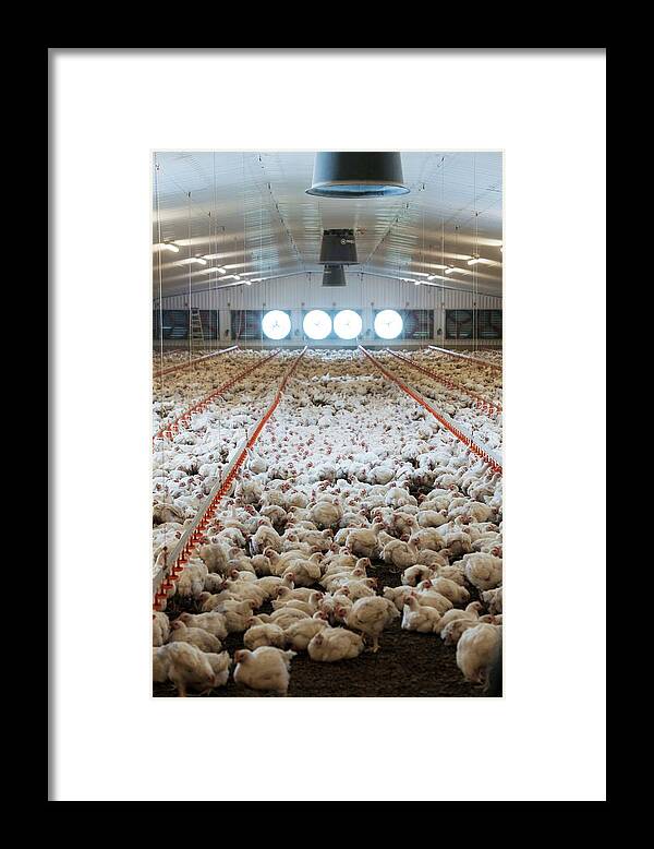 Nobody Framed Print featuring the photograph Hens Feeding From Plastic Containers #3 by Aberration Films Ltd