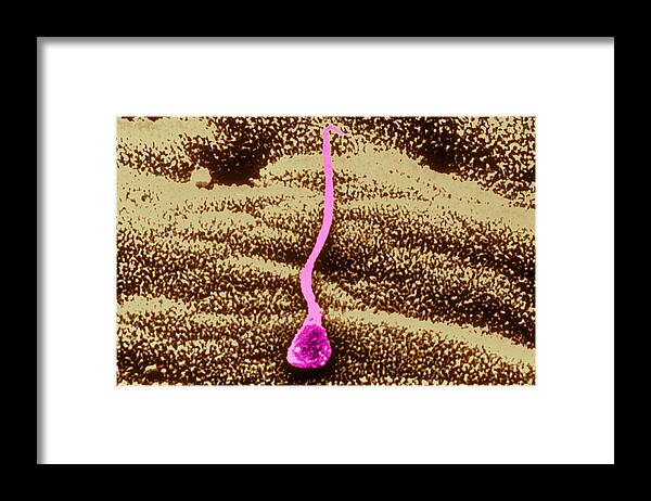 Dark Field Microscopy Framed Print featuring the photograph Human Sperm In Uterus #3 by John Watney