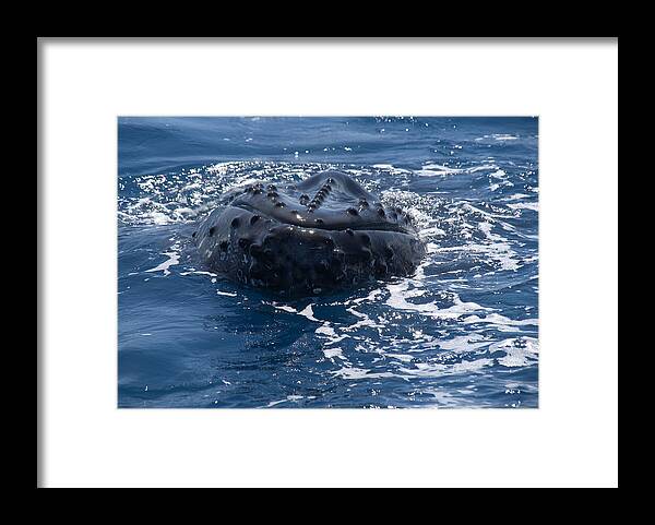 Australia Queensland Qld Framed Print featuring the digital art Humpback Whales #3 by Carol Ailles