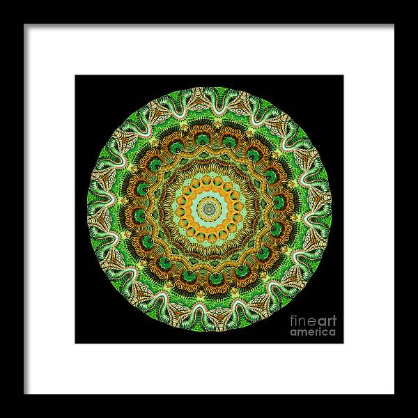 Ernst Haeckel Framed Print featuring the photograph Kaleidoscope Ernst Haeckl Sea Life Series #3 by Amy Cicconi