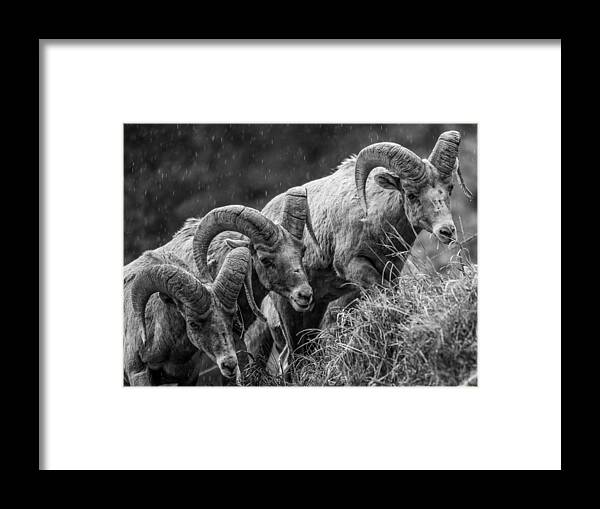 Big Horn Sheep Framed Print featuring the photograph 3 Kings by Kevin Dietrich