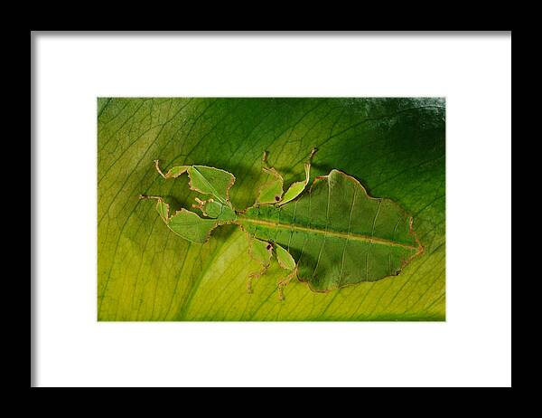 Leaf Insect Framed Print featuring the photograph Leaf Insect #1 by Francesco Tomasinelli