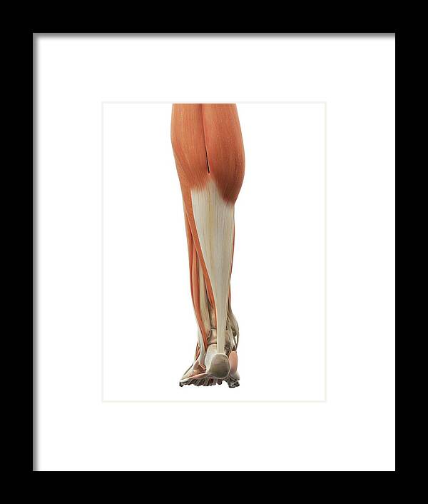Artwork Framed Print featuring the photograph Leg And Foot Muscles #3 by Sciepro
