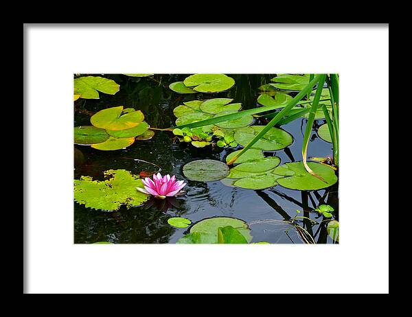 Lilly Pads Framed Print featuring the photograph Lilly Pads #3 by Frozen in Time Fine Art Photography