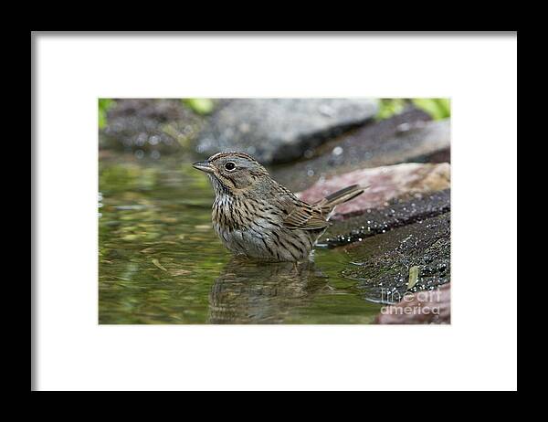Lincoln's Sparrow Framed Print featuring the photograph Lincolns Sparrow #3 by Anthony Mercieca
