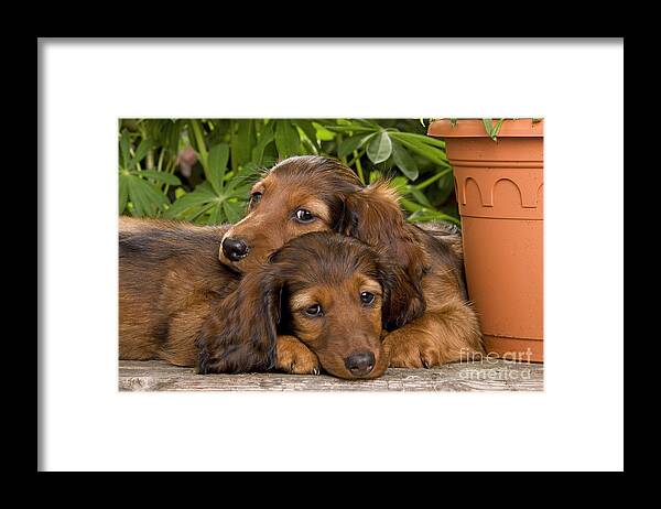 Dachshund Framed Print featuring the photograph Long-haired Dachshunds by Jean-Michel Labat