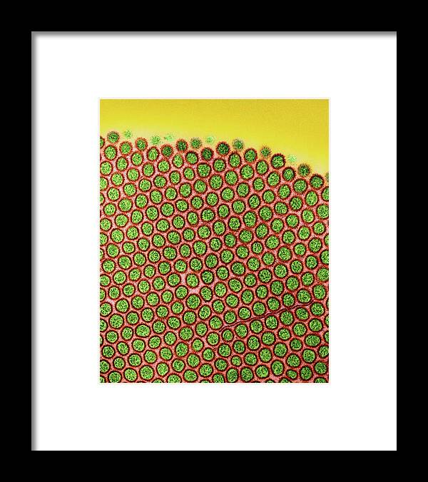 Small Framed Print featuring the photograph Microvilli Of The Small Intestine #3 by Dennis Kunkel Microscopy/science Photo Library