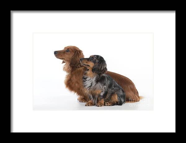 Dachshund Framed Print featuring the photograph Miniature Long-haired Dachshunds #2 by John Daniels