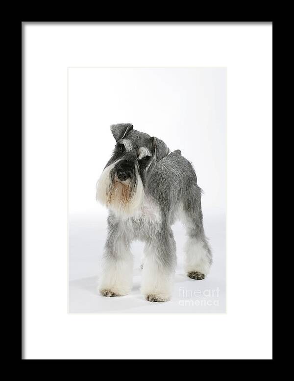 Dog Framed Print featuring the photograph Miniature Schnauzer by John Daniels