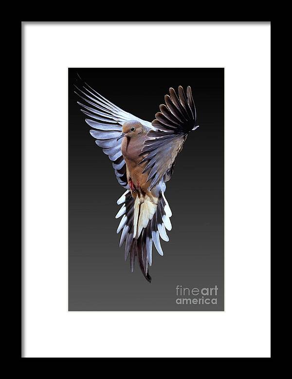 Mourning Dove Framed Print featuring the photograph Mourning Dove #3 by Anthony Mercieca