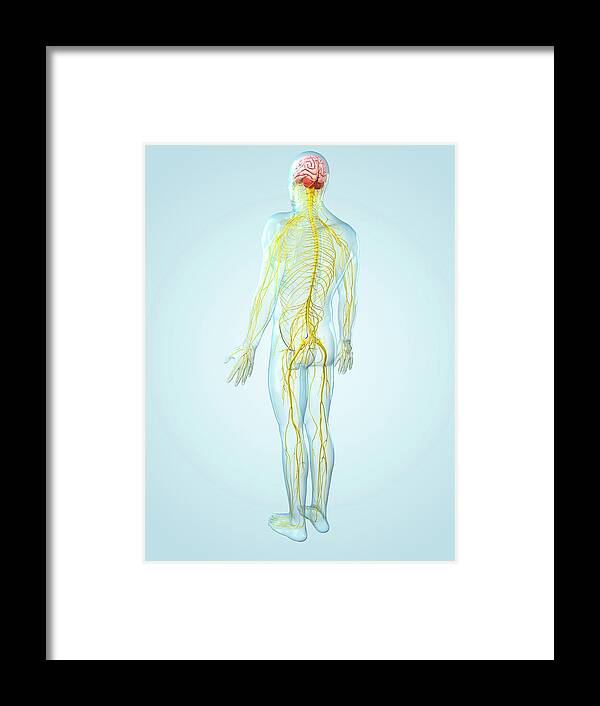 Physiology Framed Print featuring the digital art Nervous System, Artwork #3 by Sciepro