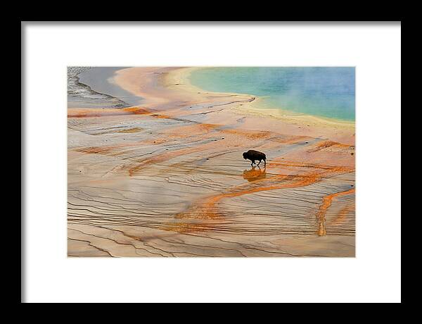 Animals Wildlife Framed Print featuring the photograph North American Mammals #3 by Don Johnston