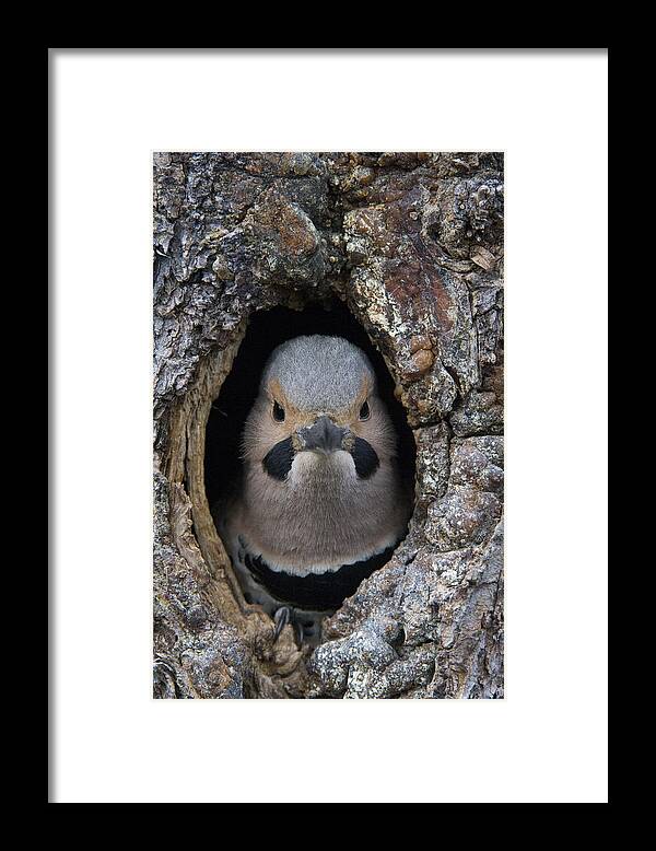 Michael Quinton Framed Print featuring the photograph Northern Flicker In Nest Cavity Alaska #3 by Michael Quinton