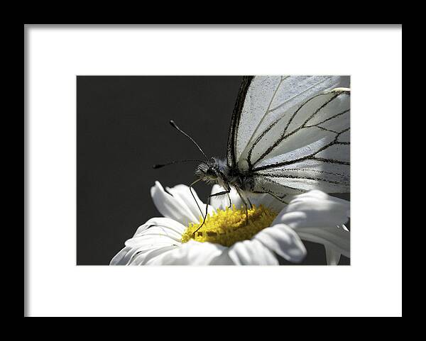 Pine White Framed Print featuring the photograph Pine White Butterfly #3 by Betty Depee