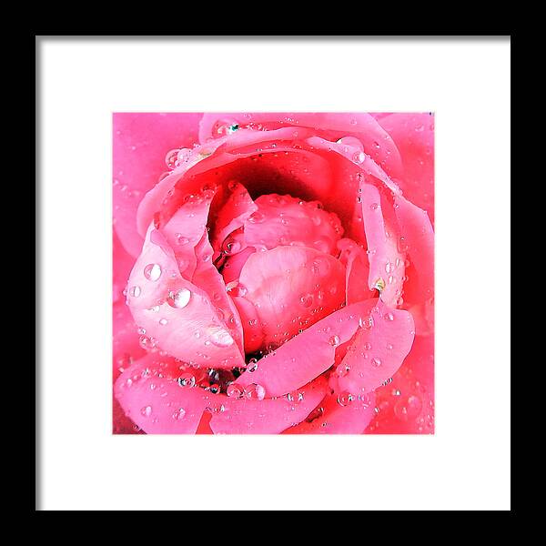 Rose Framed Print featuring the photograph Pink Double Knockout Rose #3 by David G Paul