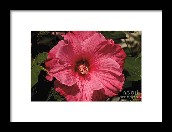 Tree Framed Print featuring the photograph Pink #3 by William Norton