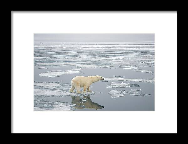 Kazlowski Framed Print featuring the photograph Polar Bear Travels On Sea Ice Floating #3 by Steven Kazlowski