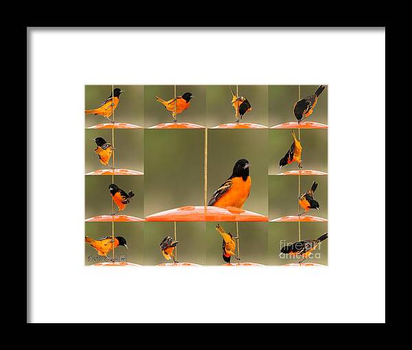 Mccombie Framed Print featuring the photograph Pole Dancer #3 by J McCombie